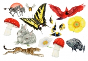 Various Animals