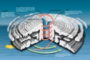 Hurricane Diagram