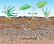 Worms in Soil