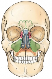 Skull-Sinuses