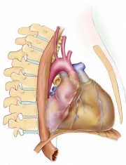 Left Lateral Heart