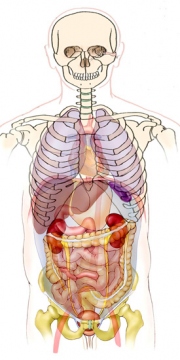 Kidney Bladder Intestines