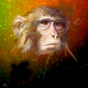 Rhesus Monkey Head
