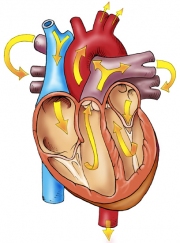 Human Heart