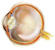 Eye Section