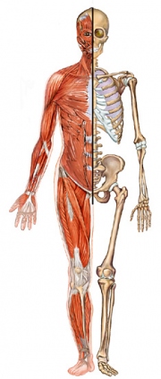 Skeleton, Muscles