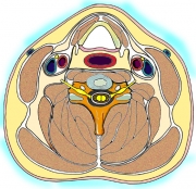 Cross Section of Neck