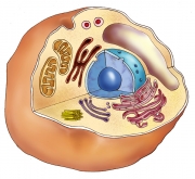 Animal Cell