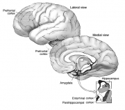 Views of the Brain