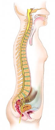 Saggital Section