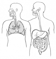 Digestive & Respiratory Systems