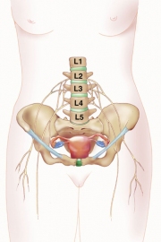 Female-Uterus w/ nerves