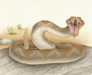 Rattlesnake