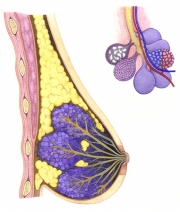 LactatingBreast