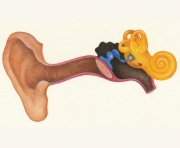 Inner Ear