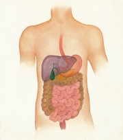 Digestive System