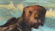 Sea Otter Enhydra lutris
