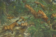 Bushdog Speothos venaticus