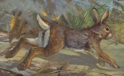 Cottontail genus Sylvilagus