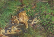 Florida Bobcat Felis rufus