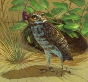 Burrowing owl genus Athene