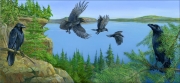 Ravens above boreal forest