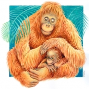 Orangutan Mom