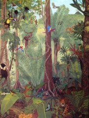 Central American Rainforest
