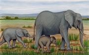 Elephants Walking