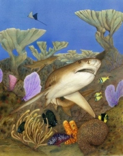 Lemonshark coral reef