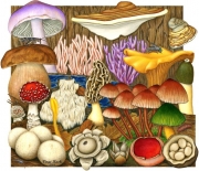 Fungi Diversity