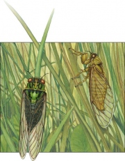 Grasscicada courtship