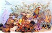 Coral Reef