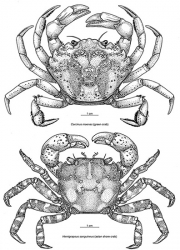 Crabs Invasive v Native