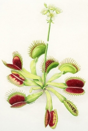 Dionaea Muscipula Venus Flytrap