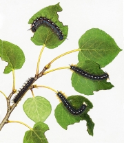 Forest Tent Caterpillars