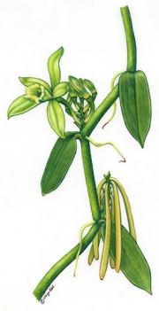 Vanilla Planifolia