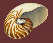 Chambered Nautilus