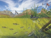 Aquatic Ecosystem