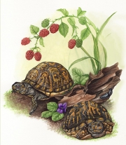 Box Turtles