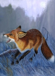 Fox Genus Vulpes