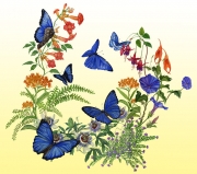 Butterfly Garden